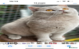 British Shorthair cats for sale: Gorgeus GCCF British Shorthair kittens - Image 10