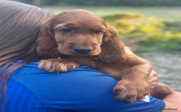 Irish Setter dogs - Advert 1