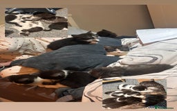 Mixed Breed cats for sale: 5 beautiful kittens  - Advert 1