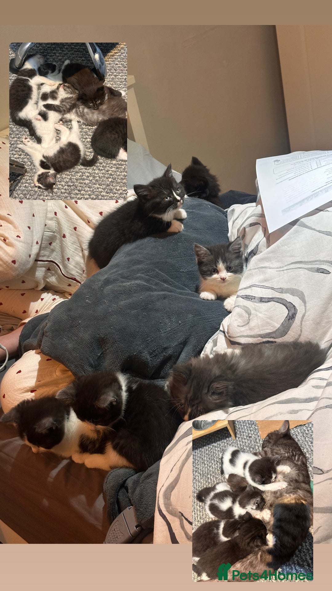 Mixed Breed cats for sale: 5 beautiful kittens  - Advert 1