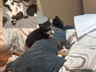 Mixed Breed cats 5 beautiful kittens - Advert 1