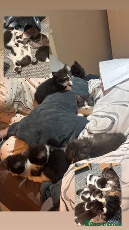 Mixed Breed cats 5 beautiful kittens - Advert 1