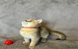 British Shorthair cats for sale: *READY NOW* TICA registered BSH kittens - Image 11
