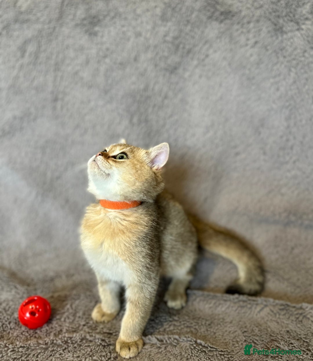British Shorthair cats for sale: *READY NOW* TICA registered BSH kittens - Image 11