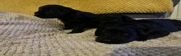 Miniature Schnauzer dogs for sale: KC Miniature Schnauzer Puppies 3 Boys Available 🐾 - Advert 5