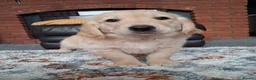 Golden Retriever dogs for sale: 1 KC girl ready for a new home! - Advert 7