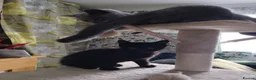 British Shorthair cats for sale: Beautifull kitten  - Advert 4