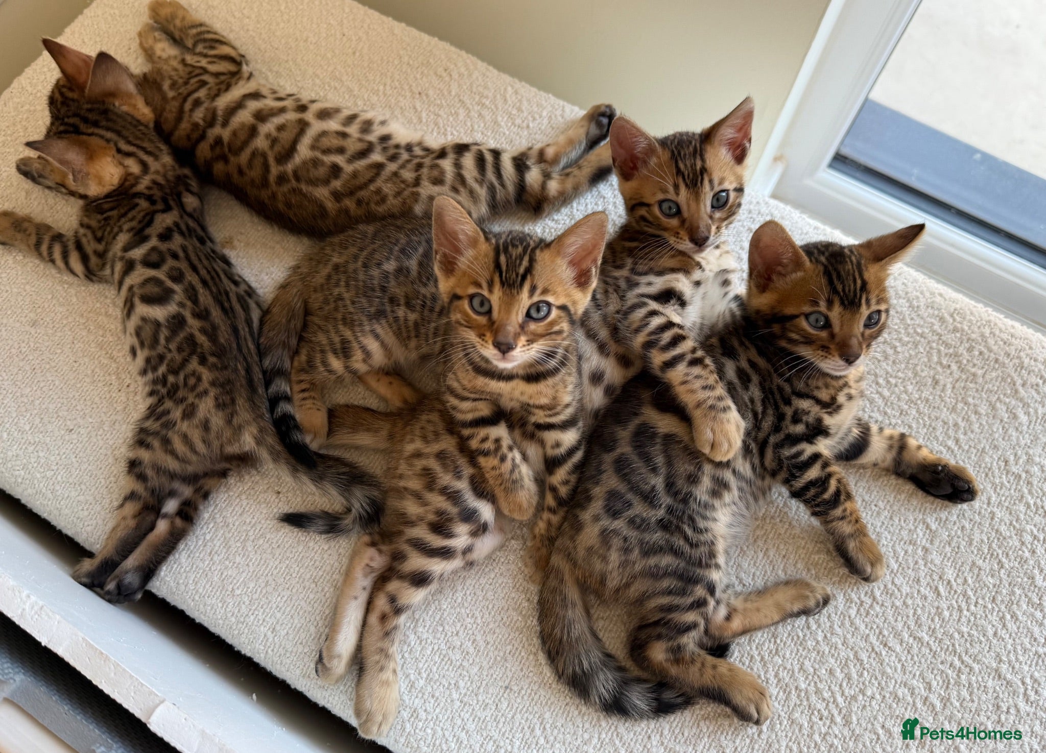 Bengal cats ✨ Pedigree Rosetted Bengal Kittens - Ready Soon✨ - Advert 2
