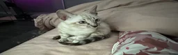 Bengal cats for sale: Snow boy now available  - Advert 5