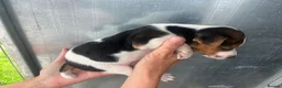 Parson Russell dogs for sale: Working Russell pups!  - Advert 3