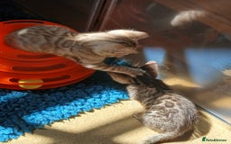 Bengal cats for sale: TICA Family-raised Bengal Kittens Vet Checked - Image 15