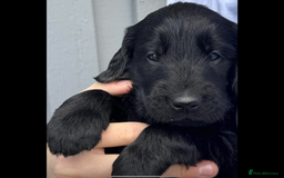 Flat coated Retriever dogs for sale: Female flat coat Retreiver  - Advert 6