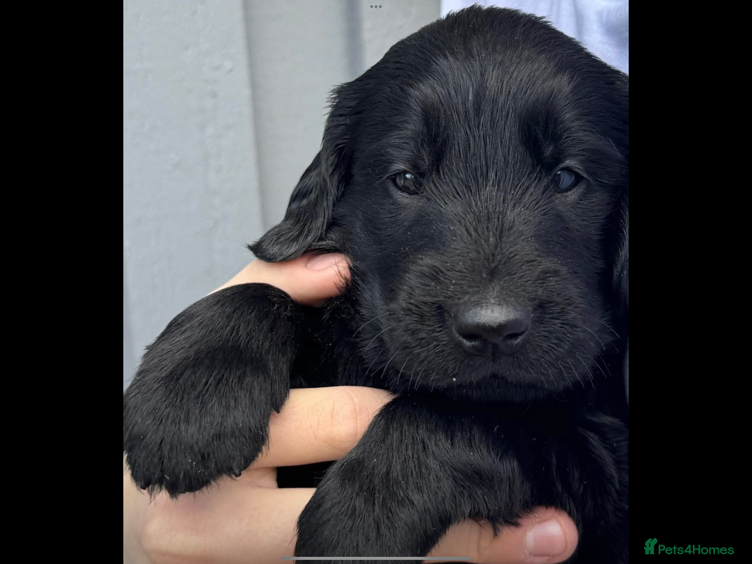 Flat coated Retriever dogs for sale: Female flat coat Retreiver  - Advert 6