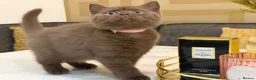 British Shorthair cats for sale: *REDUCED* British Shorthair Kittens in chocolate  - Advert 14
