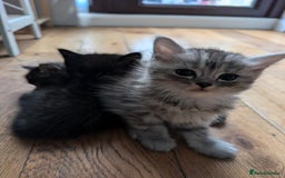 Mixed Breed cats for sale: 4 Sweet kittens!! - Image 11