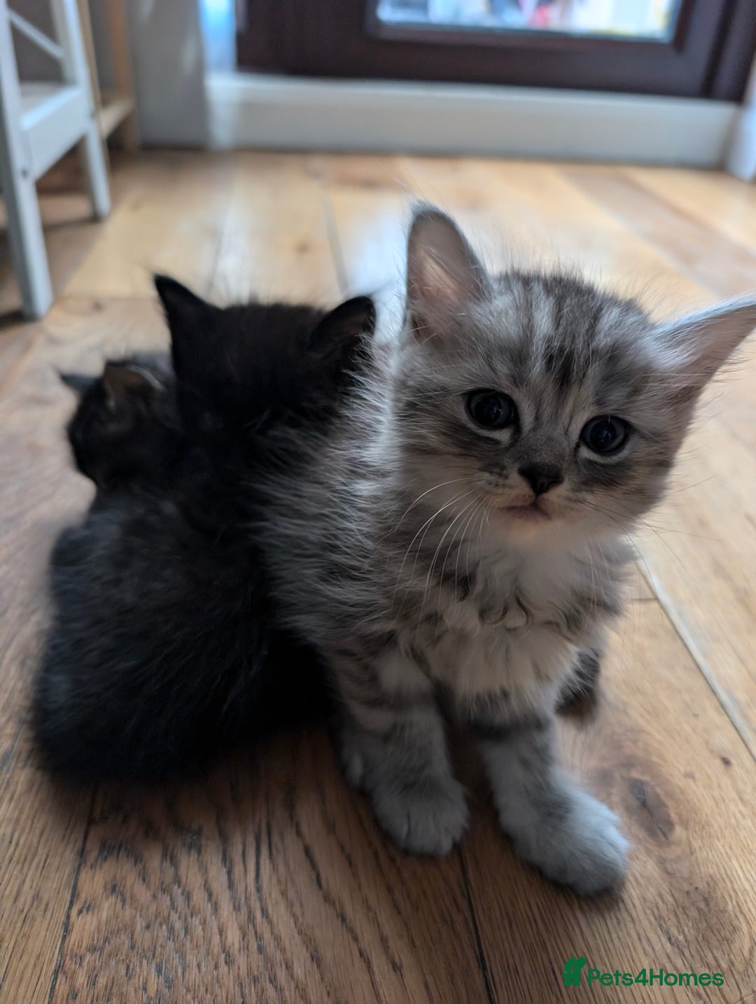 Mixed Breed cats for sale: 4 Sweet kittens!! - Image 11