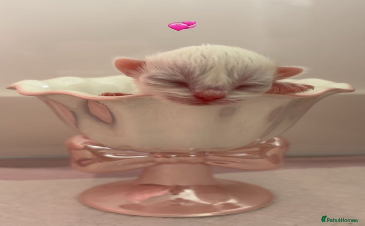 Ragdoll cats - Advert 2
