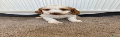 Cocker Spaniel Puppy 3