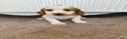 Cocker Spaniel dogs for sale: Beautiful cocker spaniel puppies for sale boys  - Advert 6