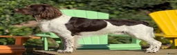 English Springer Spaniel dogs for stud: Exceptional English Springer Spaniel for stud. - Advert 1