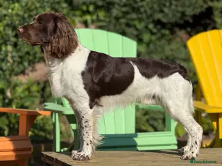 English Springer Spaniel dogs Exceptional English Springer Spaniel for stud. - Advert 17