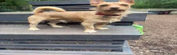 Jack Chi dogs for sale:  2 Year Old Terrier Cross Simba  - Advert 2