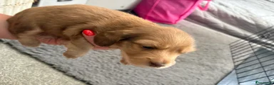 Dachshund 2