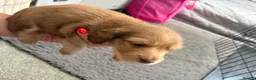 Dachshund dogs for sale: 2x Long haired dachshunds - Advert 2