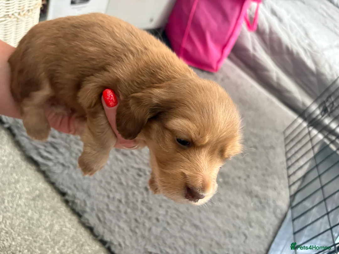 Dachshund dogs for sale: 2x Long haired dachshunds - Advert 2