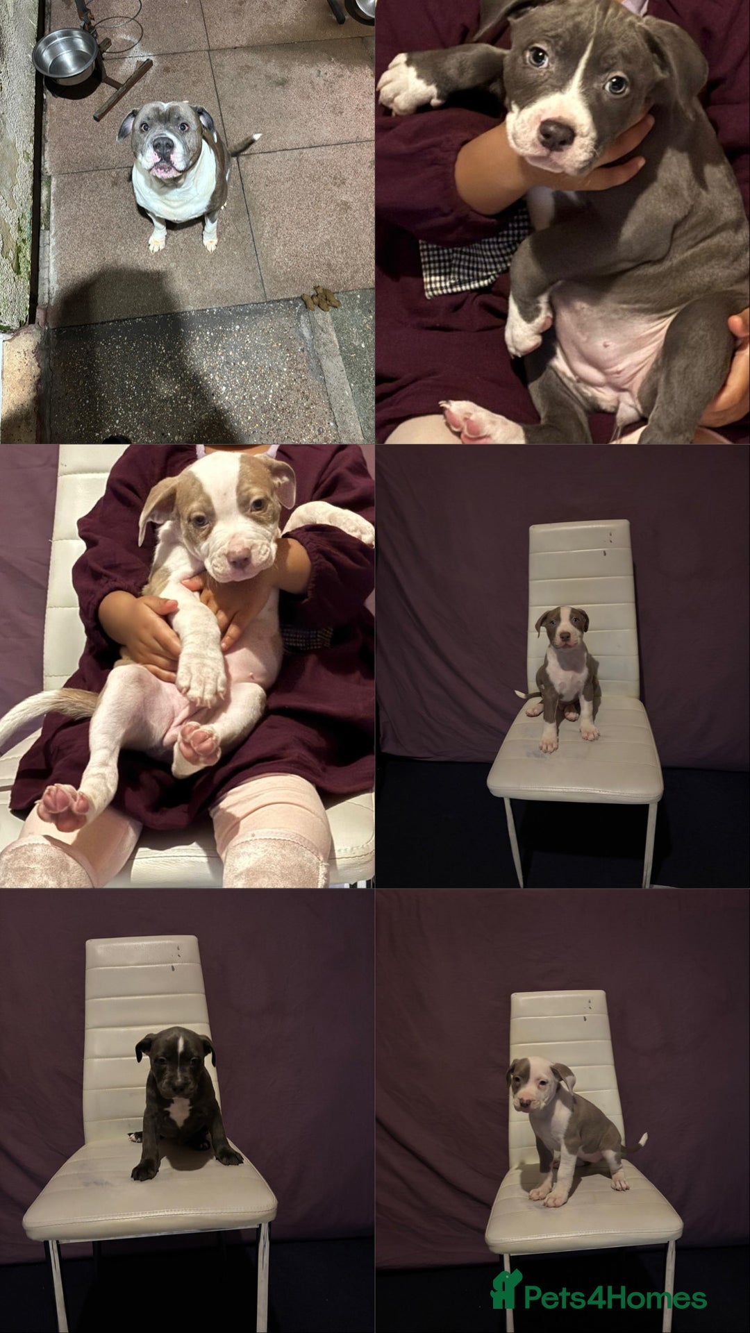 Mixed Breed dogs for sale: Puppy - Advert 7