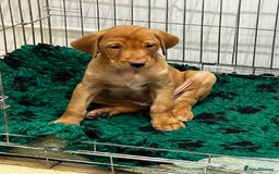 Labrador Retriever dogs for sale: Fox Red Labrador’s  - Advert 10