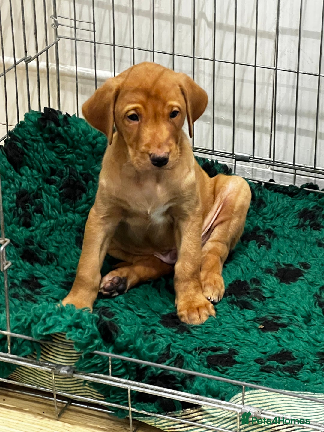 Labrador Retriever dogs for sale: Fox Red Labrador’s  - Advert 10