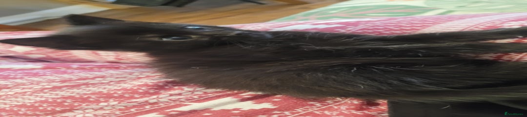 Mixed Breed Kitten 1