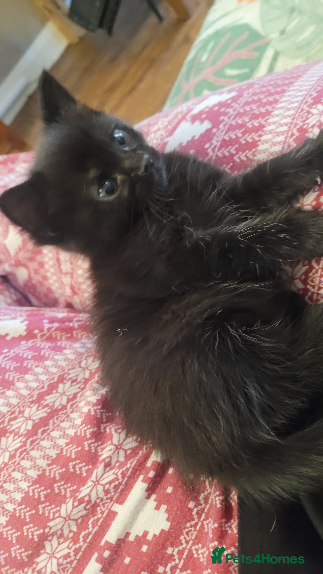 Mixed Breed cats for sale: Mixed maincoons  - Advert 7