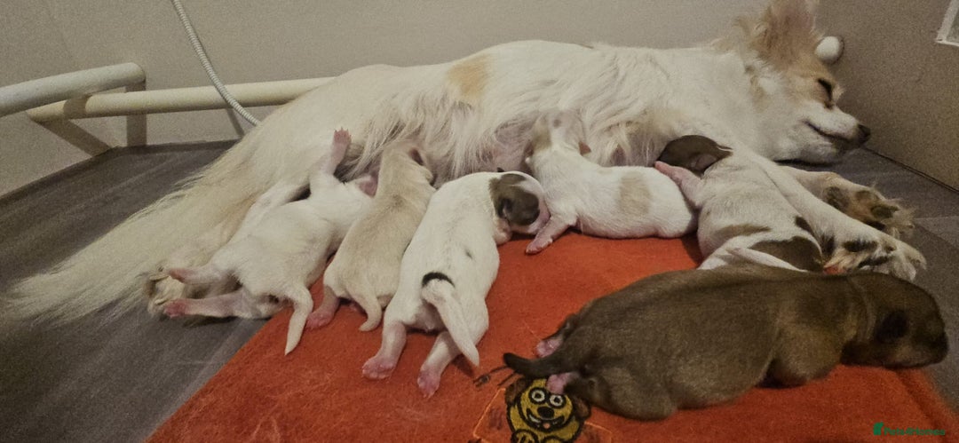 Pomchi dogs for sale: 🐻 Fluffy Rainbow Pomchis 🌈 - Advert 10