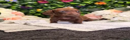 Dachshund dogs for sale: Standard Dachshund Puppies - READY NOW - Advert 33