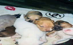 American Bull Staffy dogs for sale: Beautiful American bulldog x staff puppies   - Image 10