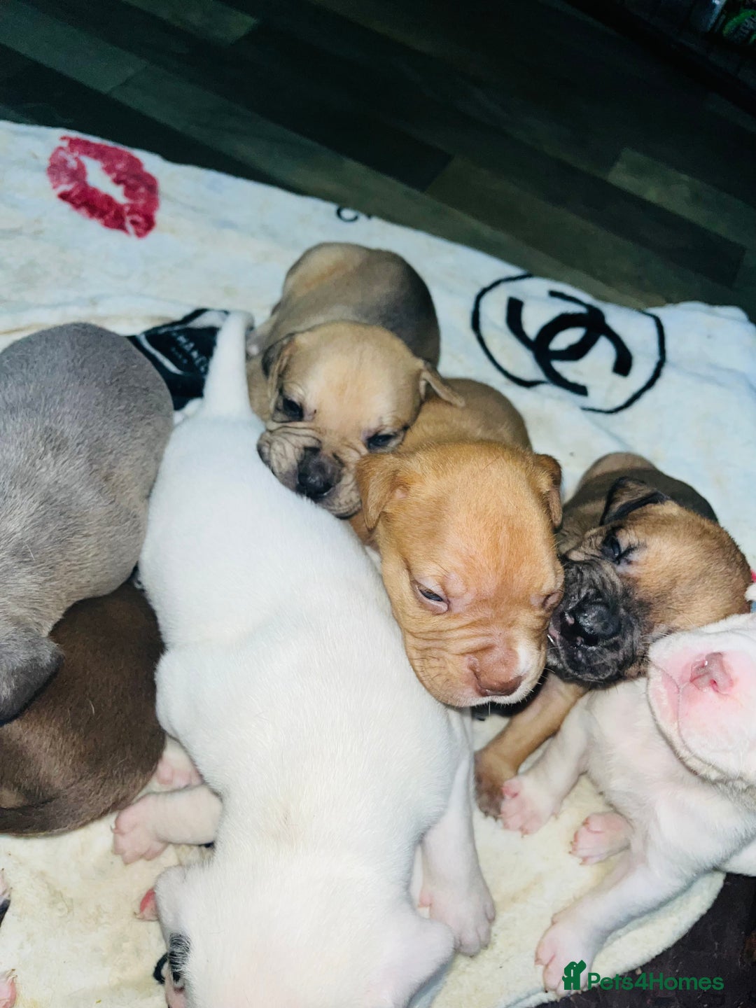 American Bull Staffy dogs for sale: Beautiful American bulldog x staff puppies   - Image 10