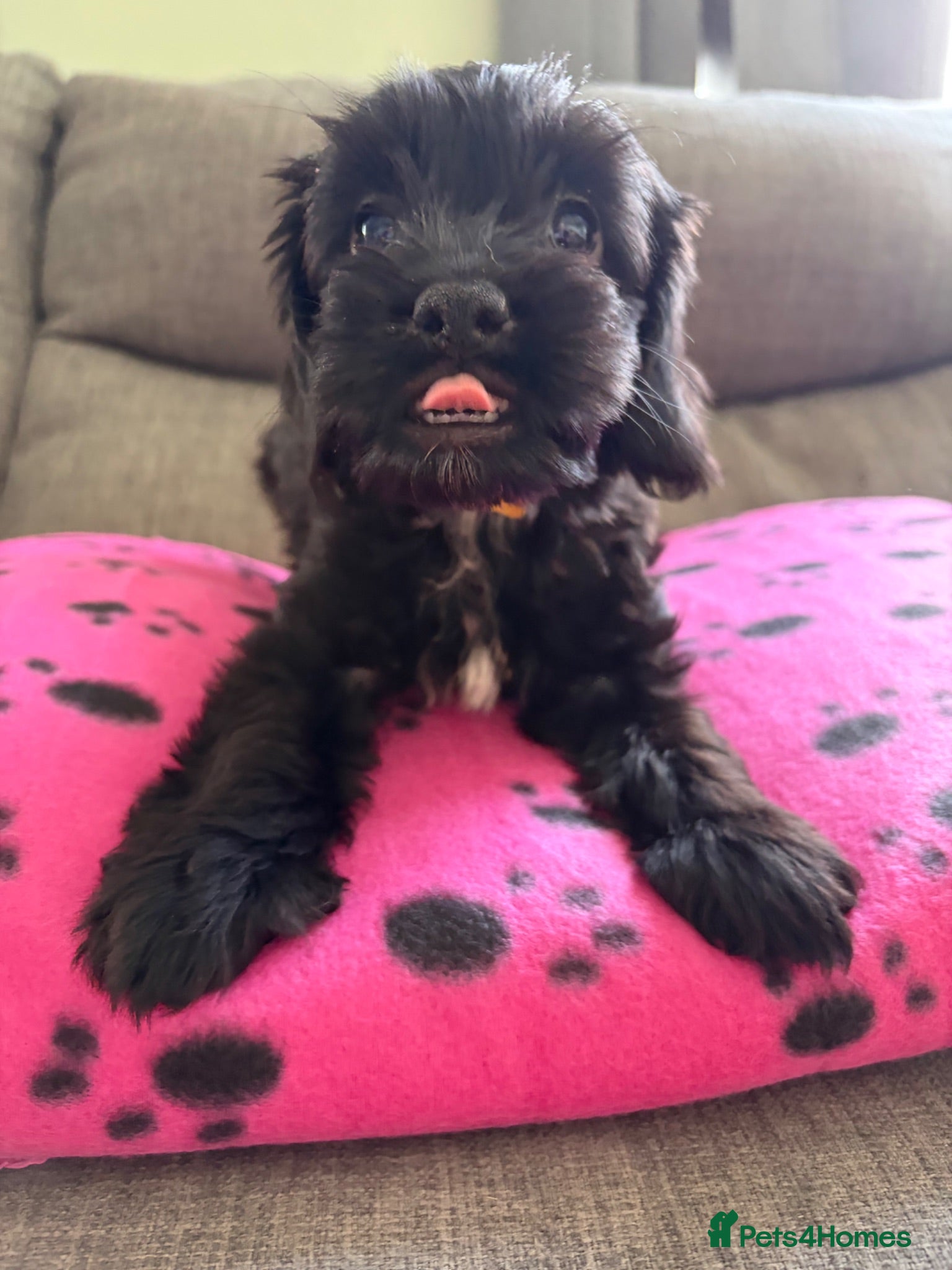 Cockapoo dogs 2x cockapoo puppies - Advert 2