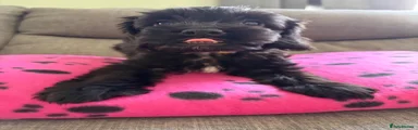 Cockapoo 2