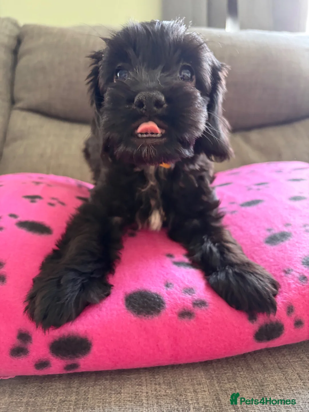 Cockapoo dogs for sale: 2x cockapoo puppies - Advert 1