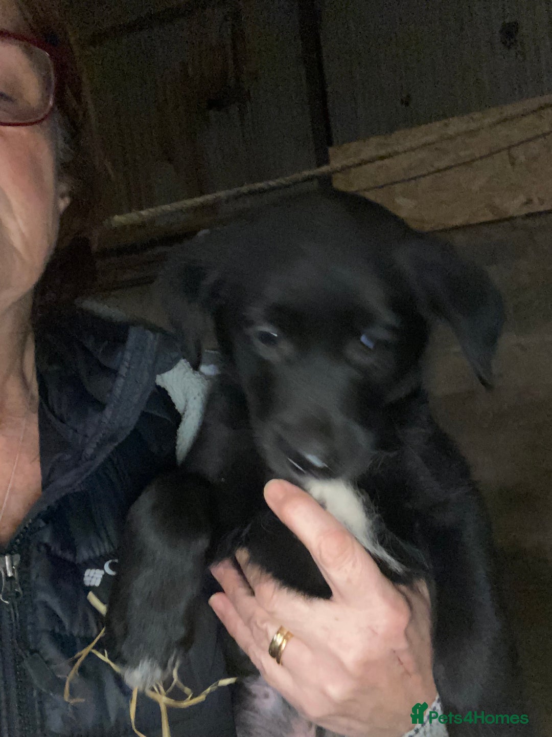 Mixed Breed dogs for sale: One little male Labrador x collie - Advert 18