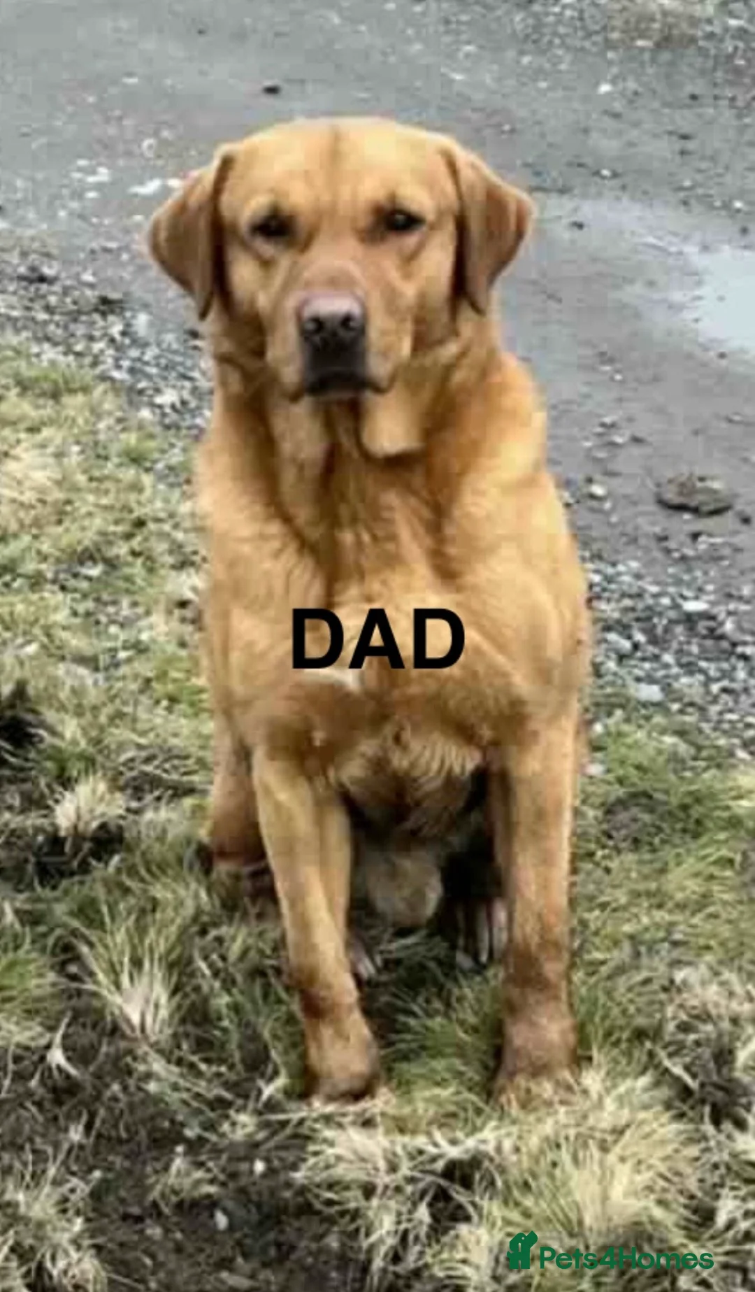 Labrador Retriever dogs for sale:  Fox red Labrador pups for sale, KC registered - Advert 3