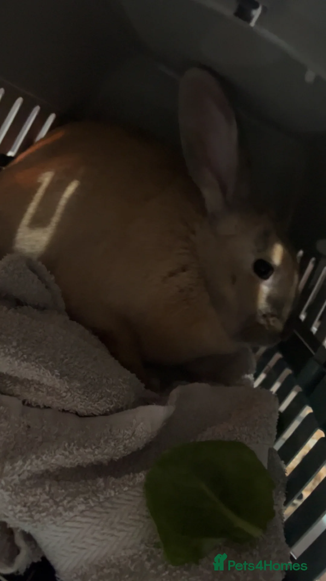 Dutch rabbits for sale: rabbit needing rehomed in Dalkeith - Advert 5