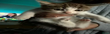 White tabby mix