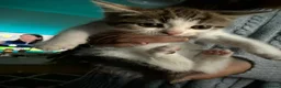 Mixed Breed cats for sale: Beautiful kittens mixed with ragdoll - Advert 32