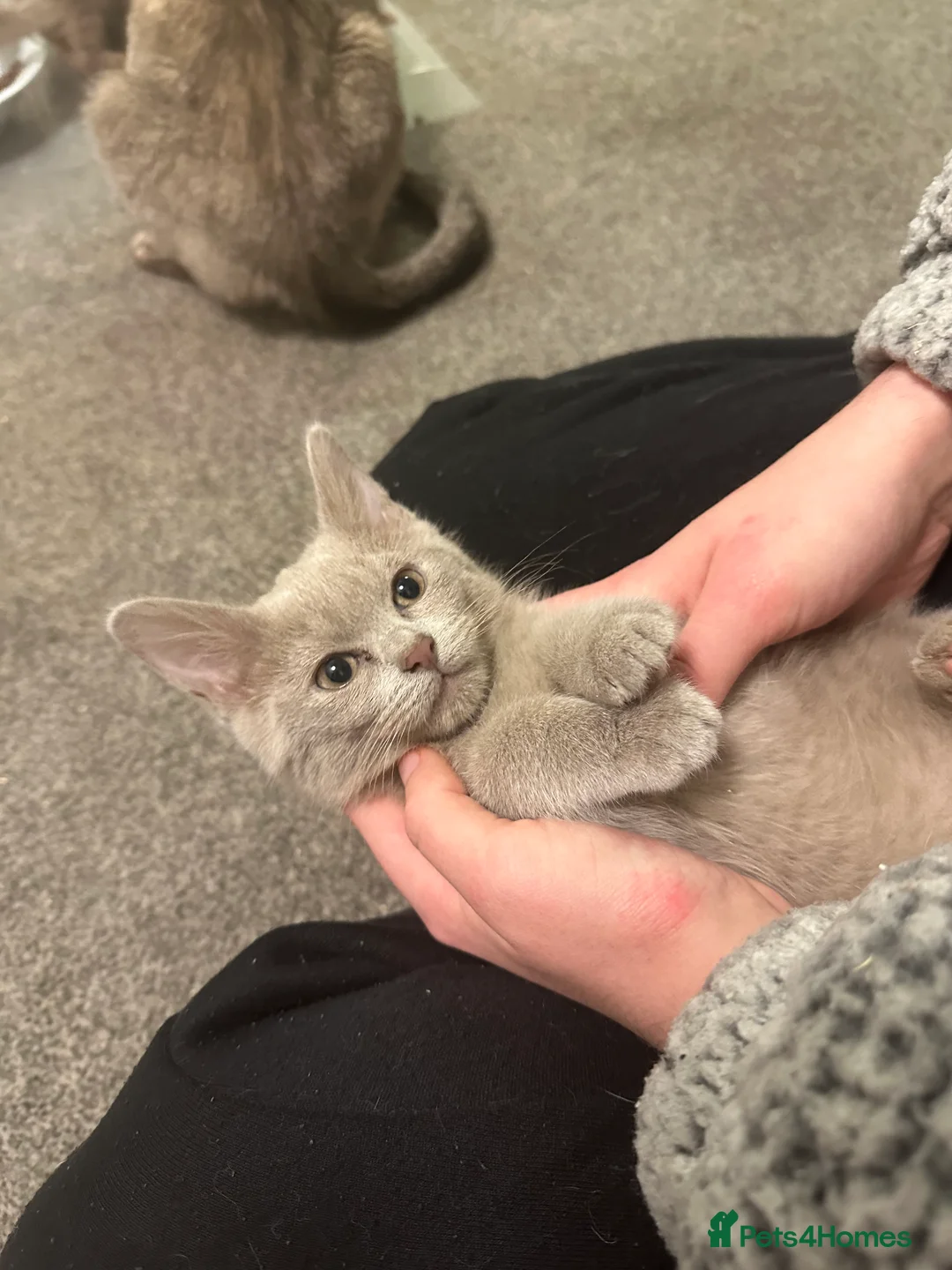 Burmilla cats for sale: GCCF Reg pedigree Asian (Burmilla)  - Advert 13