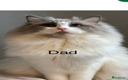 Ragdoll cats for sale: Beautiful Ragdoll triplets 3 kittens - Image 5