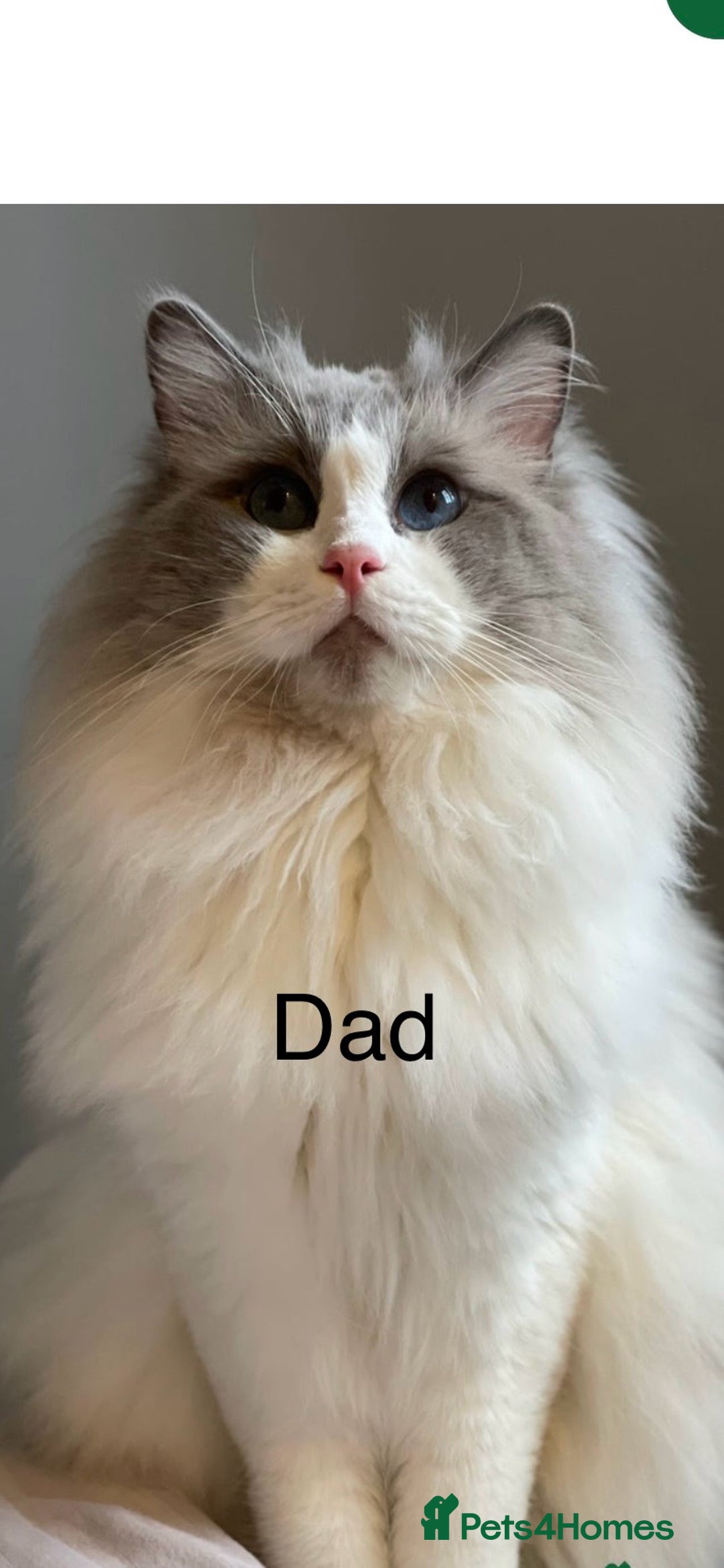Ragdoll cats for sale: Beautiful Ragdoll triplets 3 kittens - Image 5