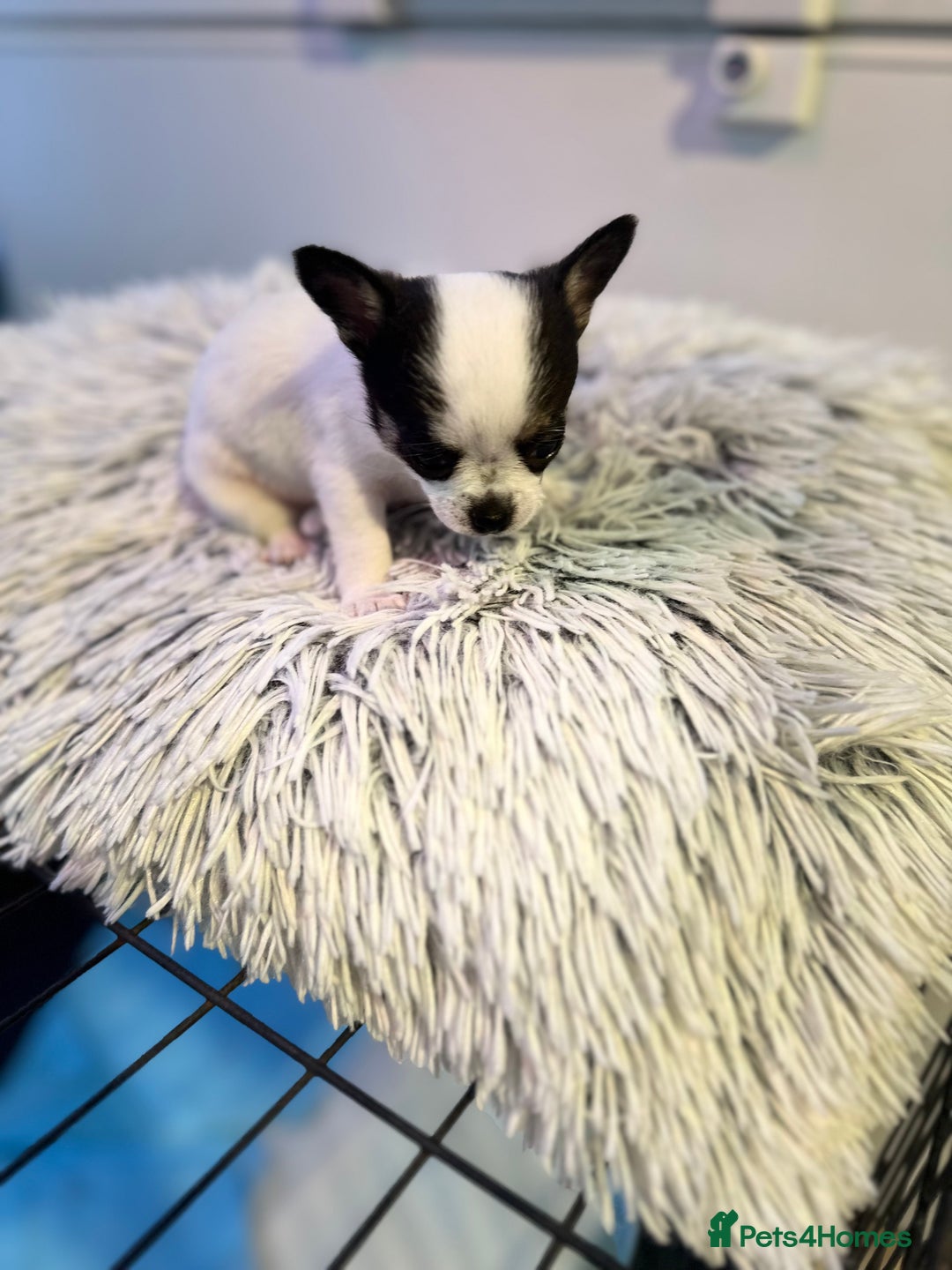 Chihuahua dogs for sale: Chihuahua  - Image 34